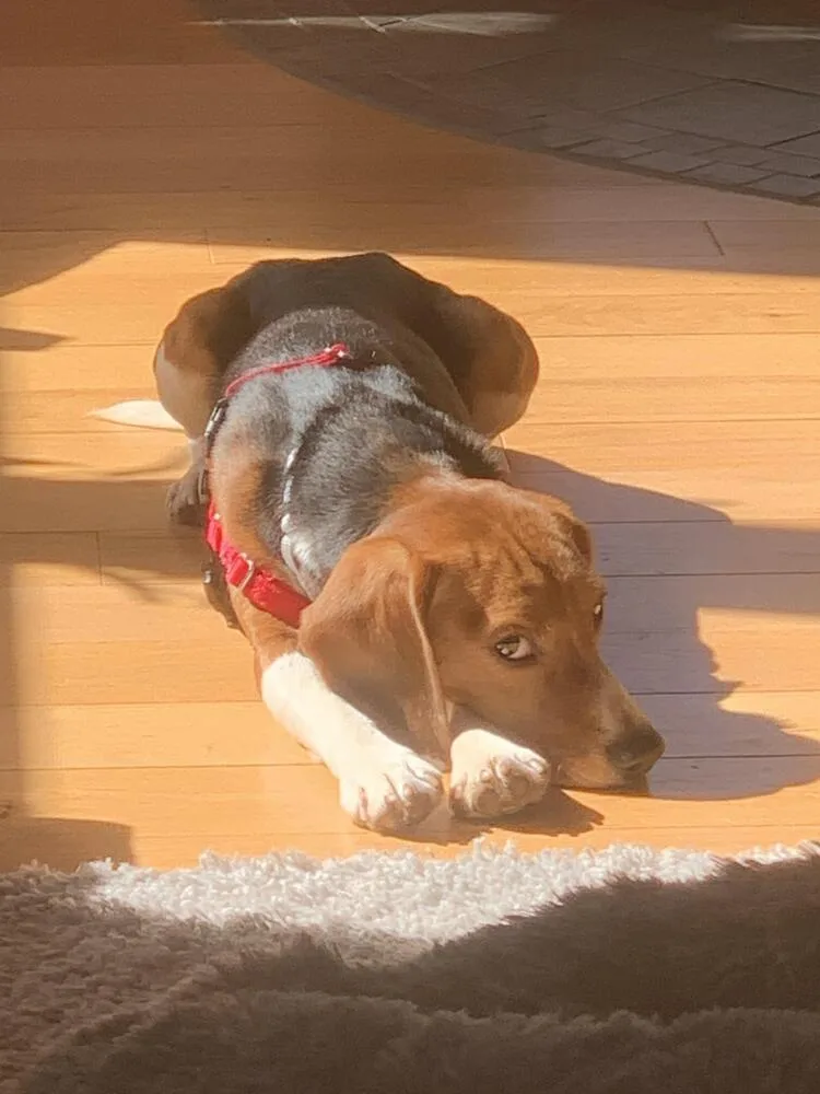 Ridglan Beagles thumbnail 2