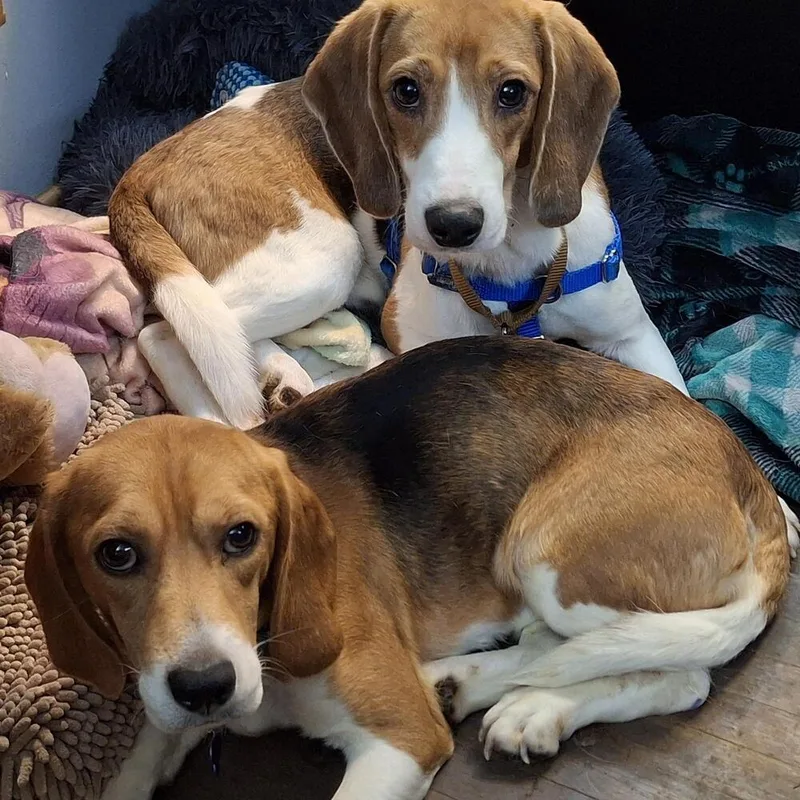 Ridglan Beagles thumbnail 3
