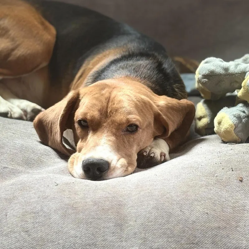Ridglan Beagles thumbnail 4