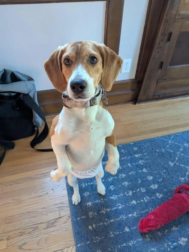 Ridglan Beagles thumbnail 5