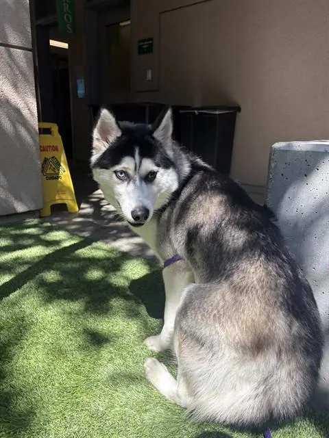 A young large-sized male Siberian Husky dog named Wessel for adoption in San Jose, CA