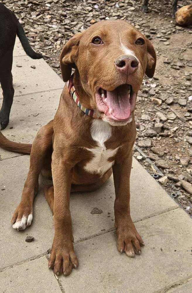 Clifford thumbnail 2