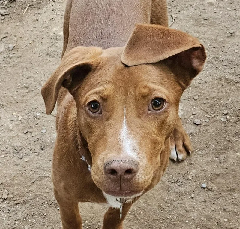 Clifford thumbnail 3