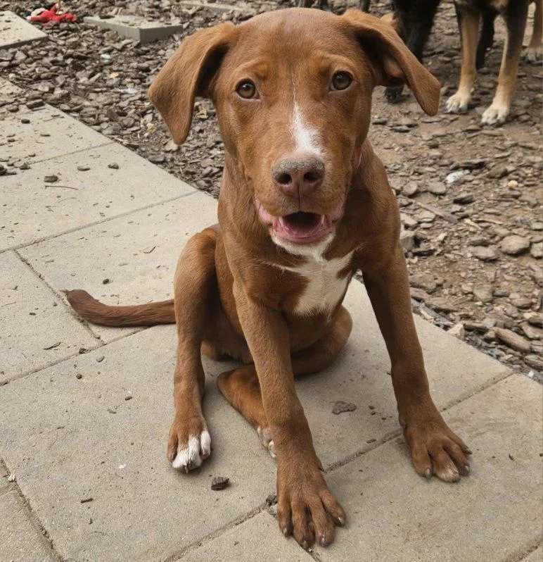 Clifford thumbnail 5