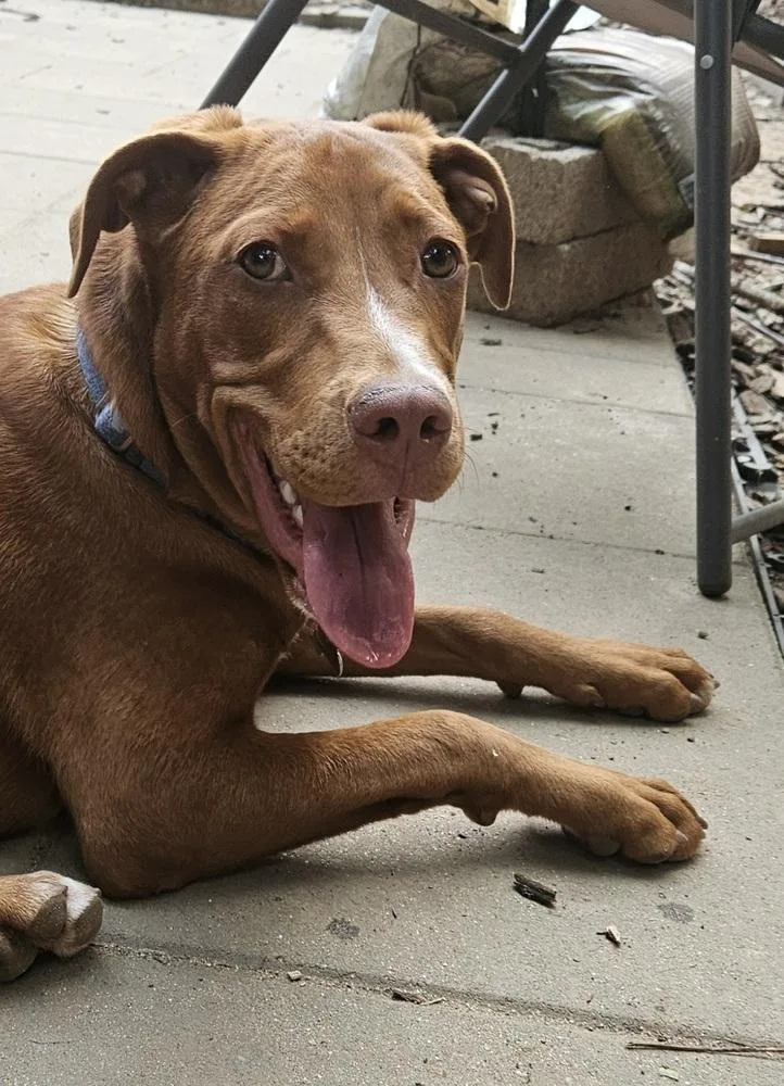 Clifford thumbnail 6