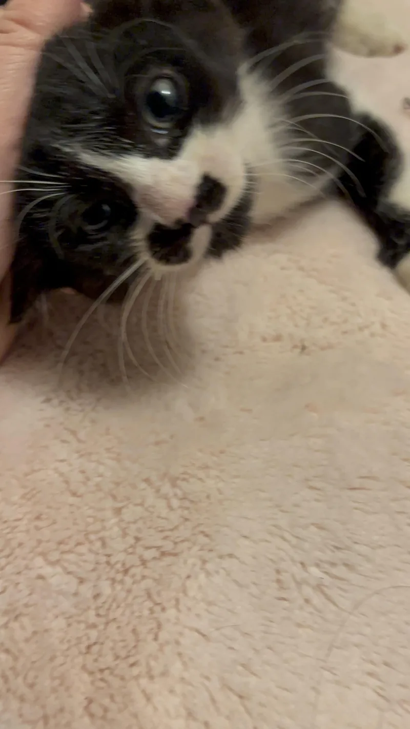 A baby medium-sized male Black & White / Tuxedo Domestic Short Hair cat named Sam Elliott for adoption in College Station, TX