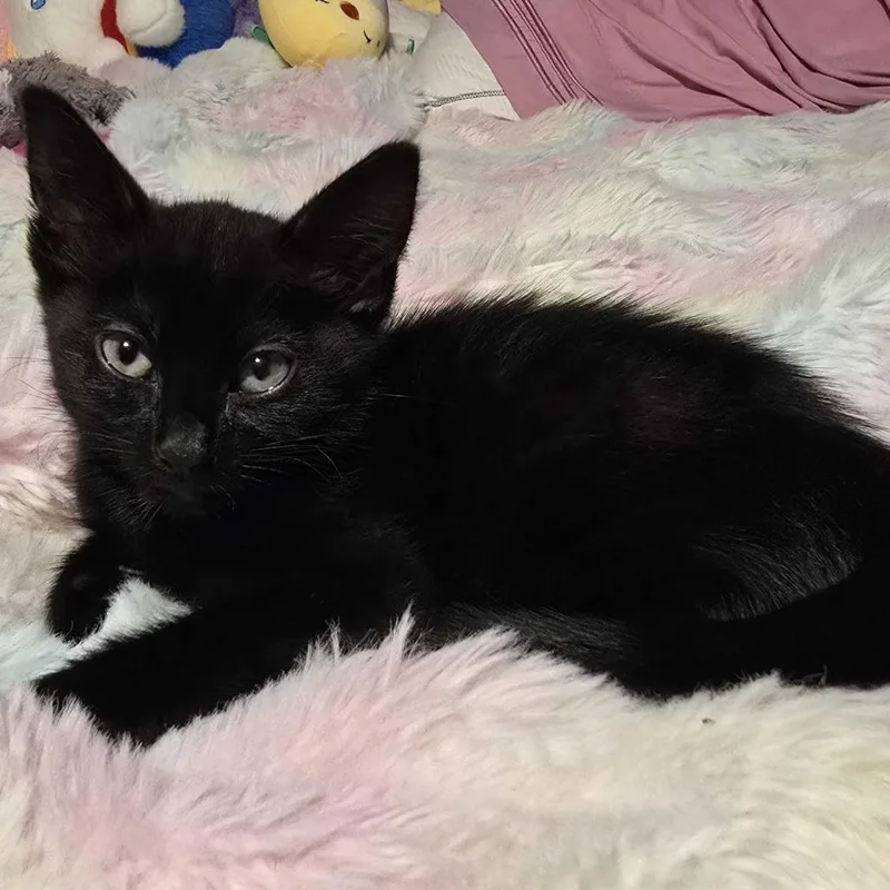 A baby small-sized female Black Domestic Short Hair cat named Soot for adoption in Riverside, CA