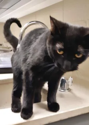 An adult medium-sized female Black Domestic Short Hair cat named Cindy for adoption in Wichita, KS