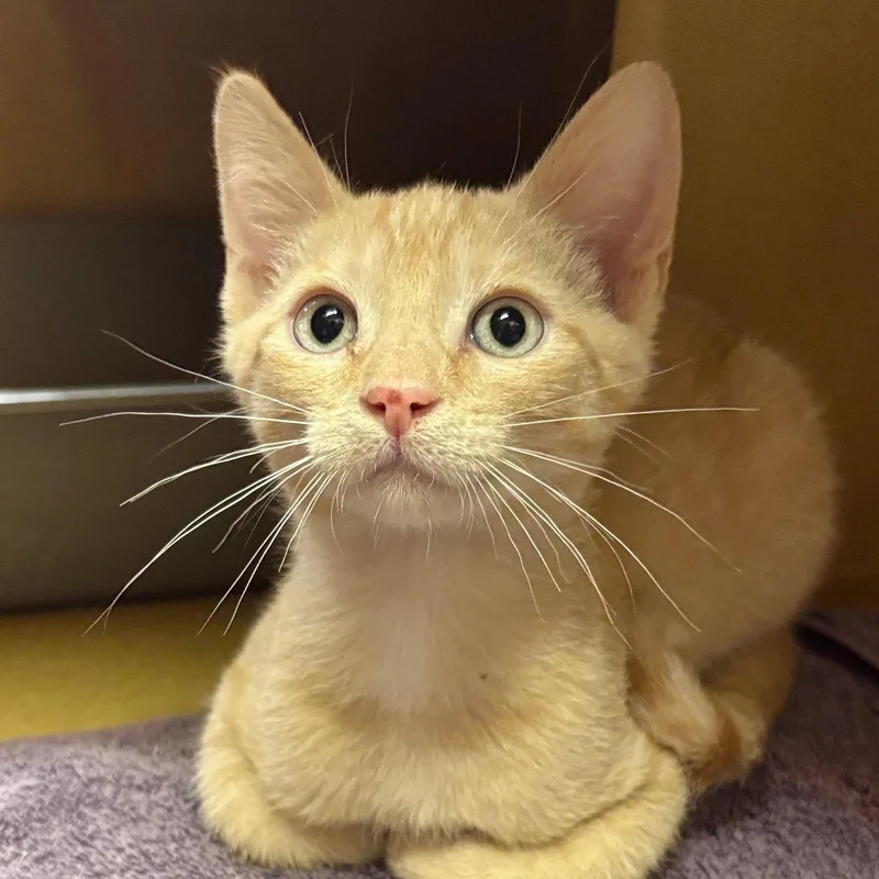 A baby medium-sized male Orange / Red Domestic Short Hair cat named Oakley for adoption in Sonora, CA