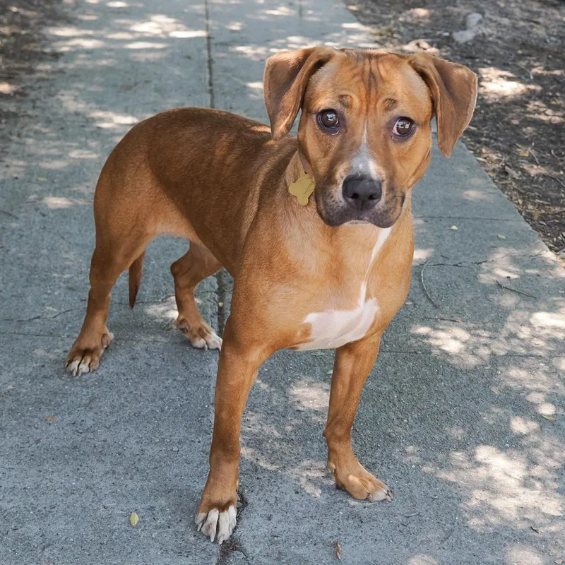 A young medium-sized female Red / Chestnut / Orange Pit Bull Terrier dog named Lulu for adoption in Point Richmond, CA