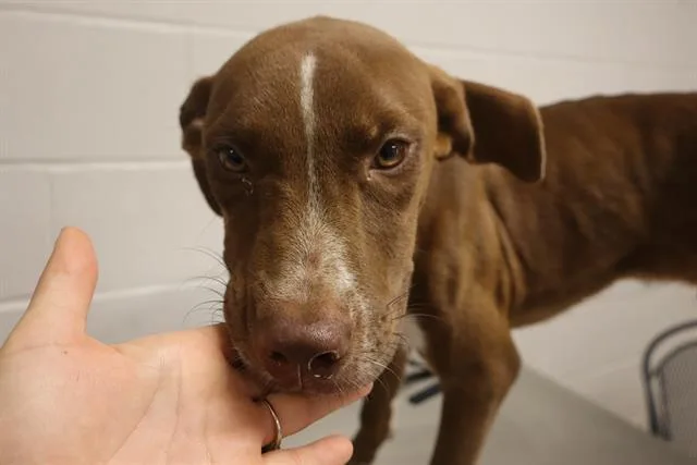 A young medium-sized male Mixed Breed dog named Reed for adoption in Columbia, SC