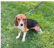 A young small-sized female Tricolor (Brown, Black, & White) Beagle dog named Darlene for adoption in Atco, NJ