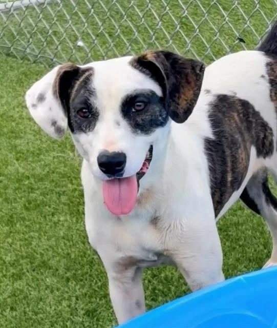 A young medium-sized female Treeing Walker Coonhound dog named Jam for adoption in Brunswick, GA