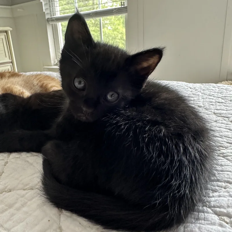 A baby medium-sized female Black Domestic Short Hair cat named Pebbles for adoption in Bear, DE