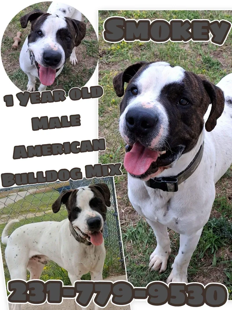 A young medium-sized male American Bulldog dog named Smokey for adoption in Cadillac, MI