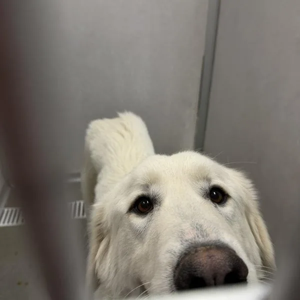 An adult large-sized female Great Pyrenees dog named Taylor for adoption in Des Moines, IA