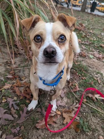An adult small-sized male Mixed Breed dog named Max for adoption in Fairfax, VA