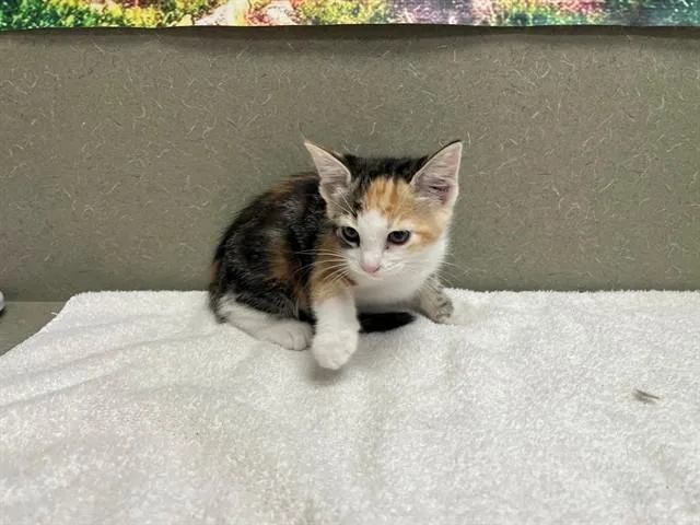 A baby small-sized female Domestic Short Hair cat named Chispita for adoption in Moreno Valley, CA