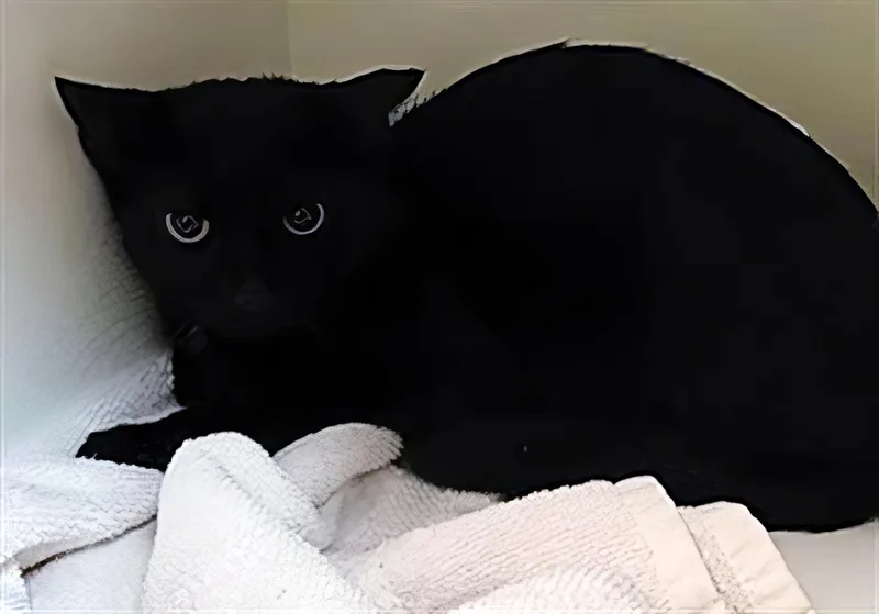 A young medium-sized male Domestic Short Hair cat named Little Foot for adoption in Nashville, TN