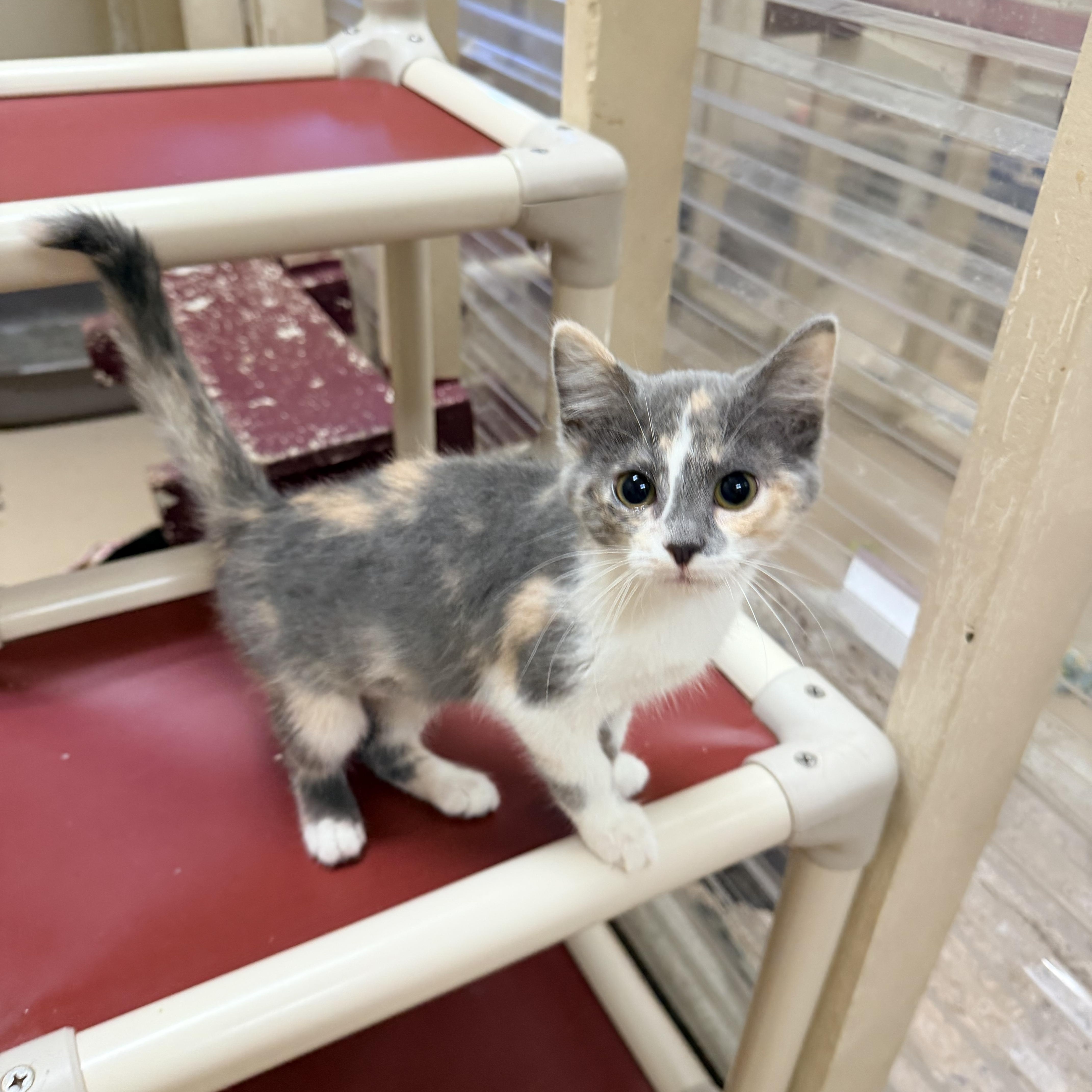 A baby medium-sized female Dilute Calico Domestic Short Hair cat named Briar for adoption in Logan, OH