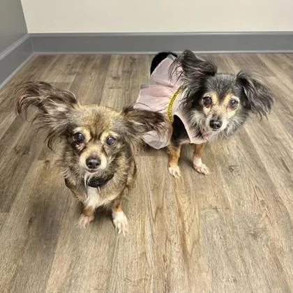 A senior medium-sized female Chihuahua dog named Nip for adoption in Palm Coast, FL