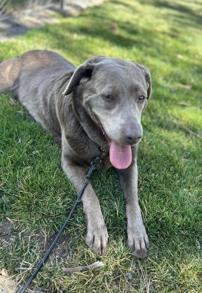 A senior large-sized female Gray / Blue / Silver Labrador Retriever dog named Pepper  Courtesy Listing for adoption in Powell Butte, OR
