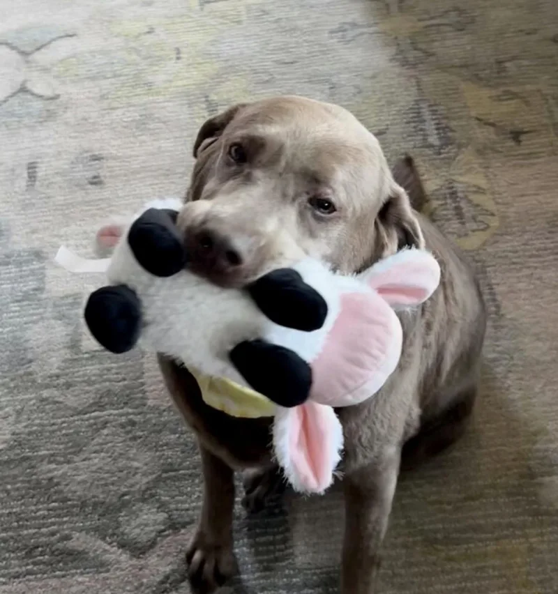 Pepper  Courtesy Listing thumbnail 3