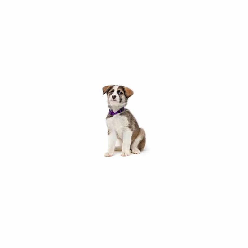 A baby small-sized female Yellow / Tan / Blond / Fawn Husky dog named Marina for adoption in Playa Vista, CA