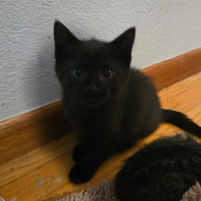 A baby small-sized male Black American Shorthair cat named Cinder for adoption in Lima, OH