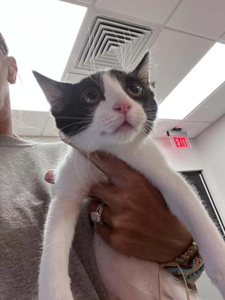 A baby small-sized female Domestic Medium Hair cat named Meatball for adoption in Greenfield, IN