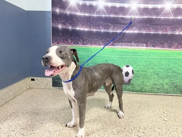 A young medium-sized female Pit Bull Terrier dog named Ariana for adoption in Miami, FL