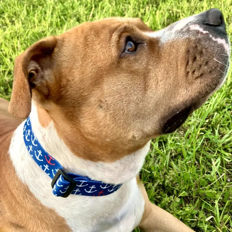 An adult large-sized male Yellow / Tan / Blond / Fawn Mixed Breed dog named Ace for adoption in Port Charlotte, FL