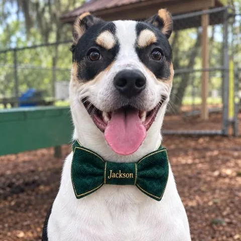 An adult large-sized male White / Cream Mixed Breed dog named Jackson for adoption in St. Augustine, FL