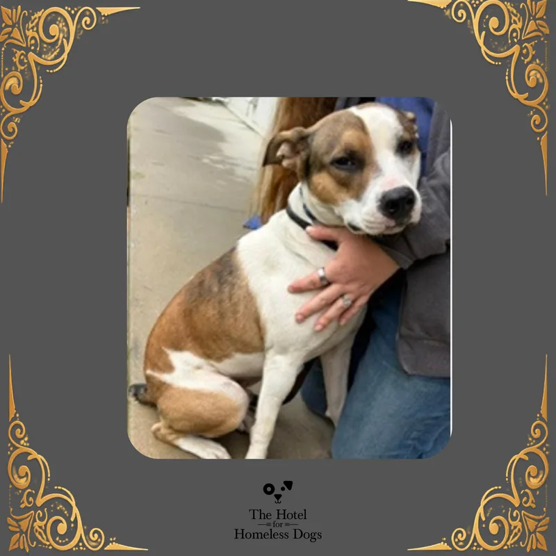 An adult medium-sized male Brindle Terrier dog named Beau for adoption in Cumberland, RI