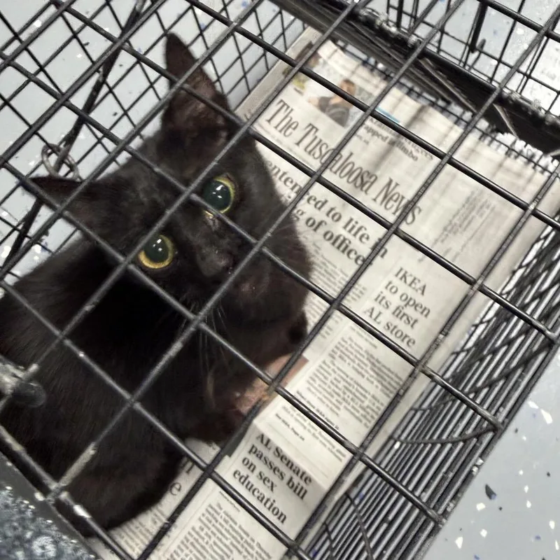 An adult small-sized female Black Domestic Short Hair cat named Tuscwildlife for adoption in Tuscaloosa, AL