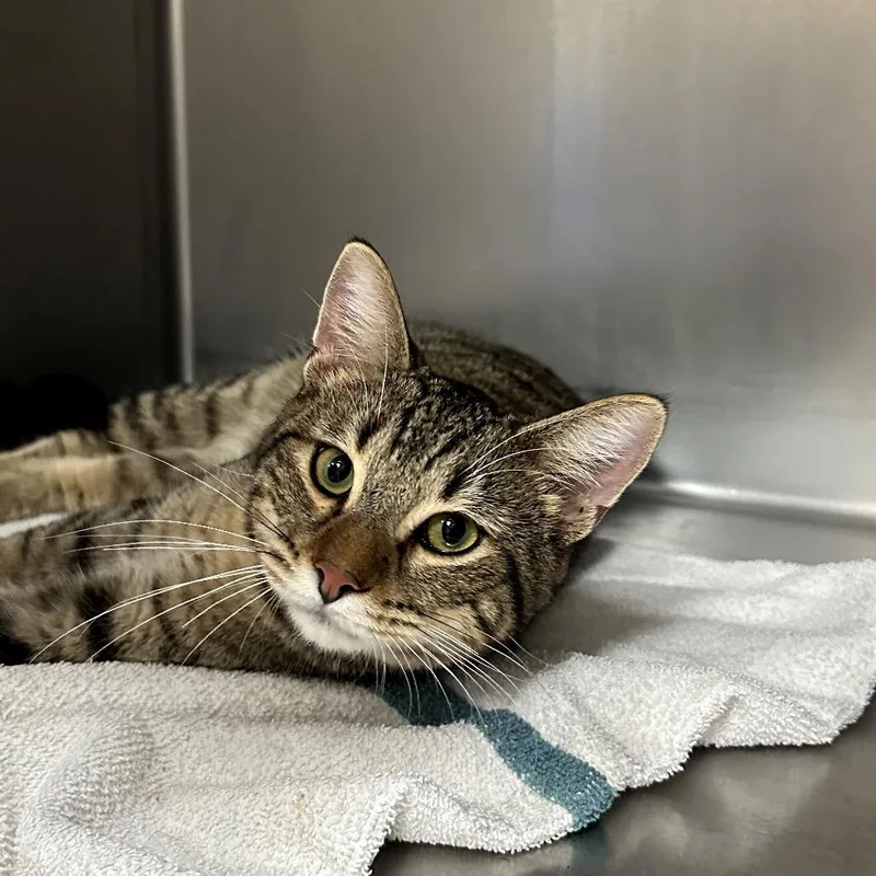 A young medium-sized male Brown / Chocolate Domestic Short Hair cat named Fire for adoption in Santa Barbara, CA