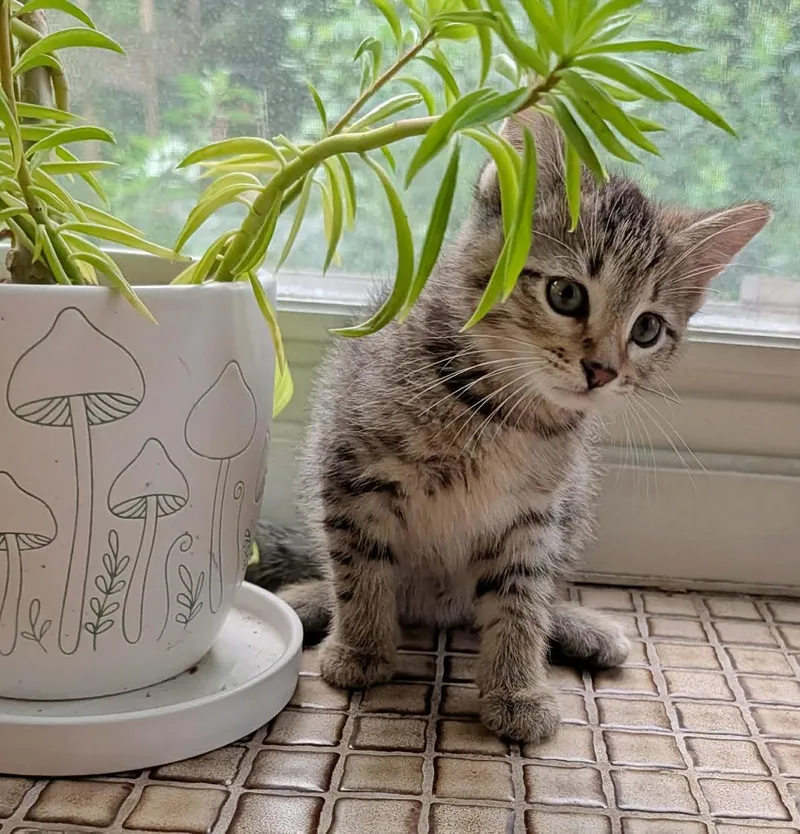 A baby small-sized male Tabby cat named Lionel for adoption in Mankato, MN