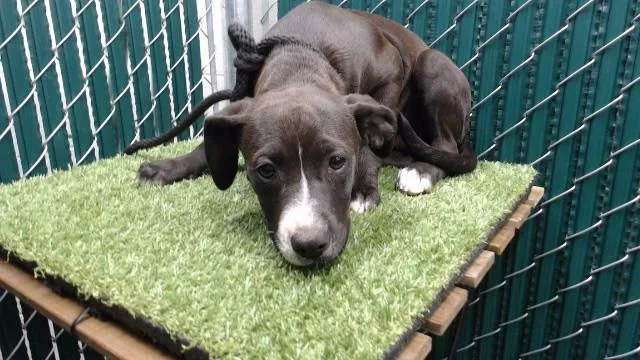 A baby medium-sized female Pit Bull Terrier dog named Cannoli for adoption in Downey, CA