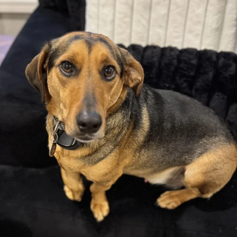 Chaco Taco thumbnail 4