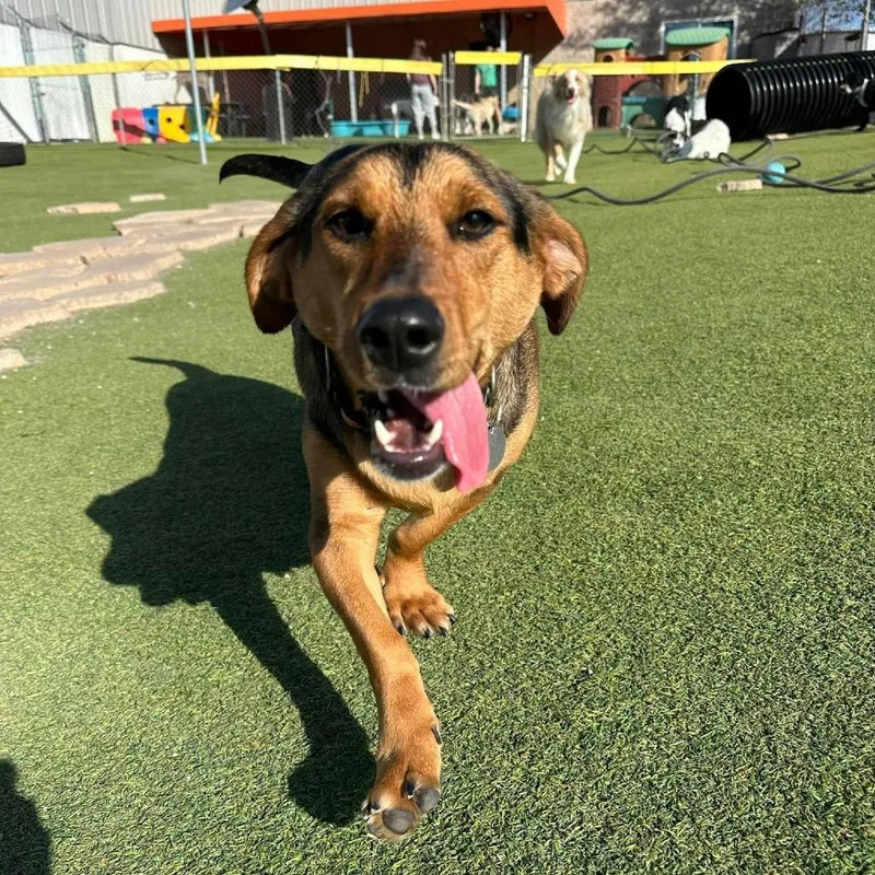 Chaco Taco thumbnail 6