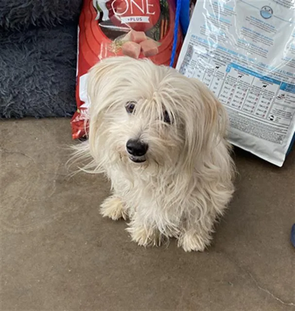 An adult small-sized male Maltese dog named Prince for adoption in Dallas, TX