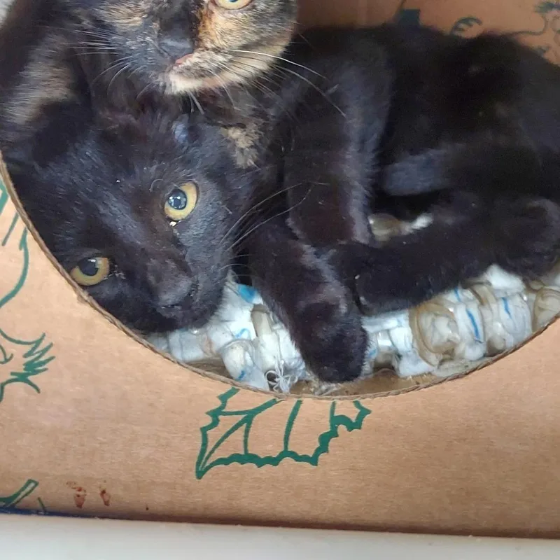 A baby small-sized male Black Domestic Short Hair cat named Ellipse for adoption in Ashtabula, OH