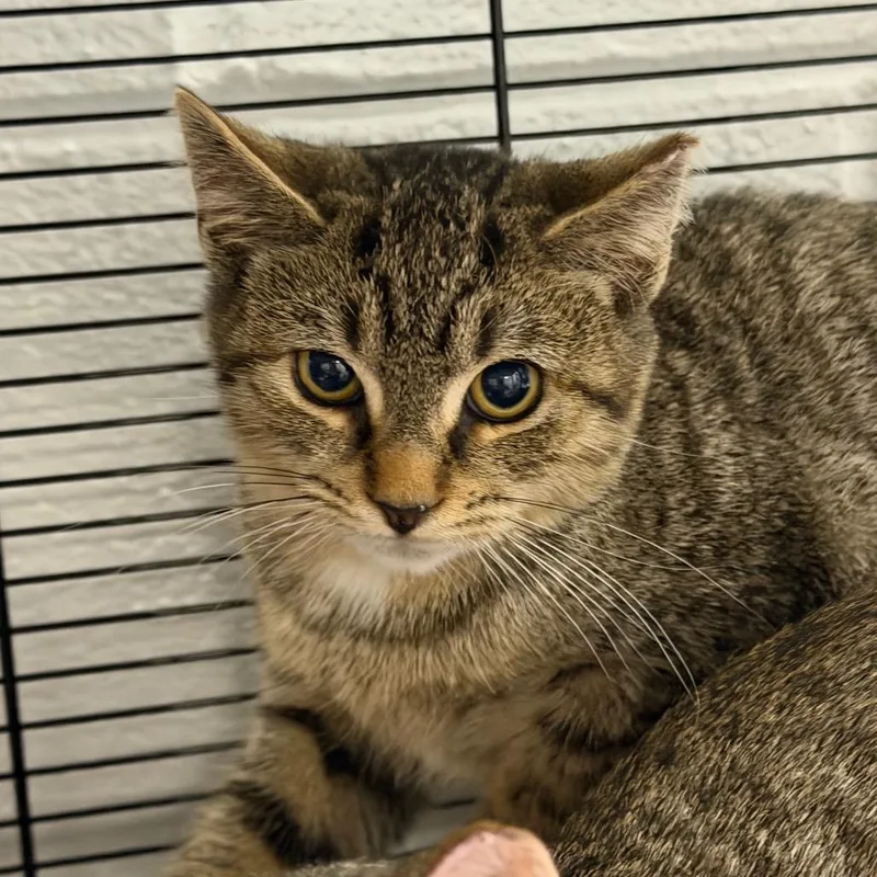 A baby small-sized male Gray / Blue / Silver Domestic Short Hair cat named Newman for adoption in Hampton Bays, NY