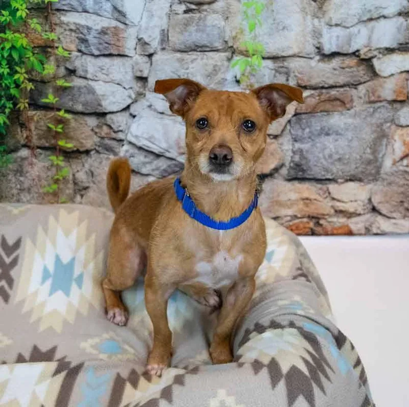 An adult small-sized male Terrier dog named Norman for adoption in Kennesaw, GA