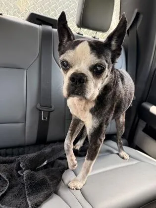 A senior small-sized male Mixed Breed dog named Pappy for adoption in Athens, GA