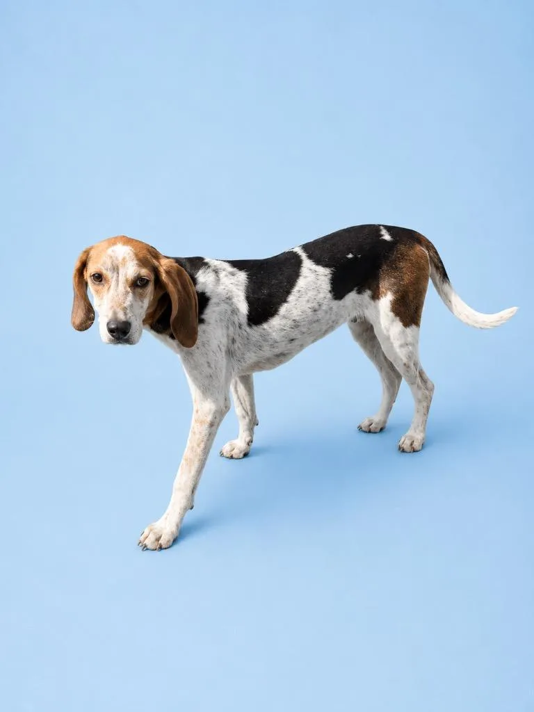 A baby medium-sized male Beagle dog named Charle for adoption in Wauchula, FL
