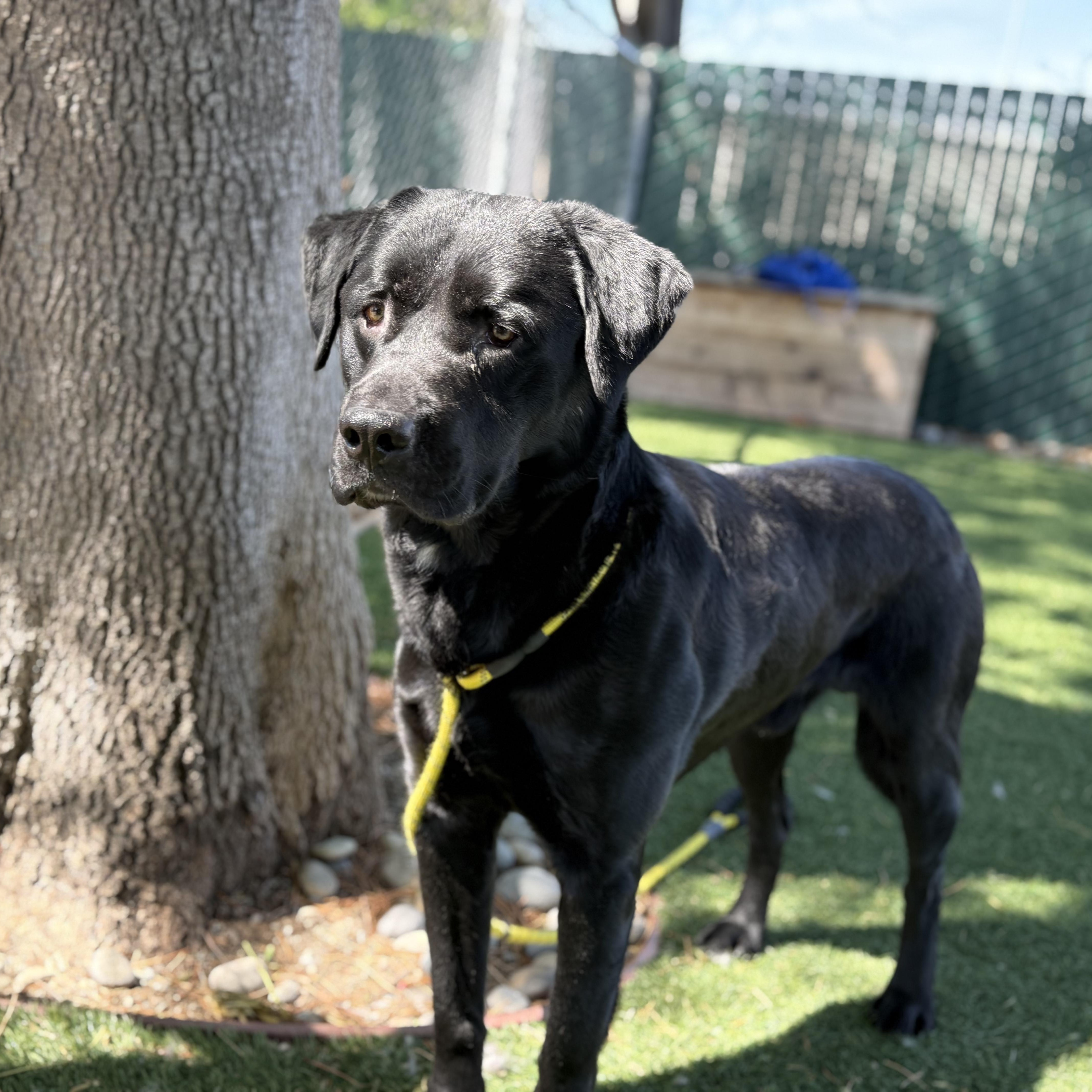 A young large-sized male Black Labrador Retriever dog named Timmy for adoption in San Francisco, CA