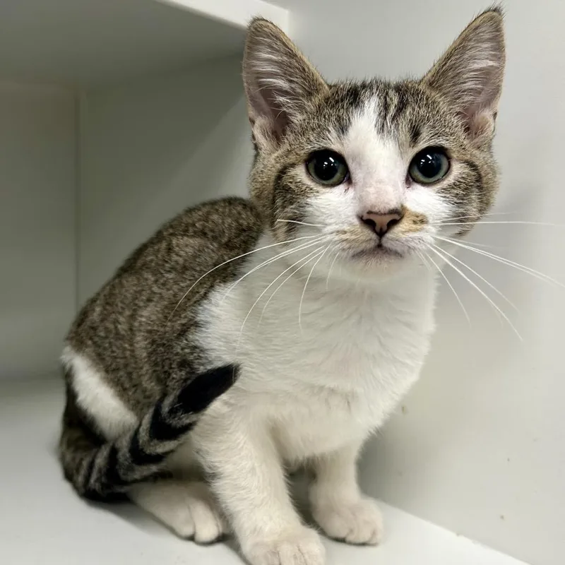 A baby small-sized male Gray / Blue / Silver Domestic Short Hair cat named George for adoption in St Joseph, MO