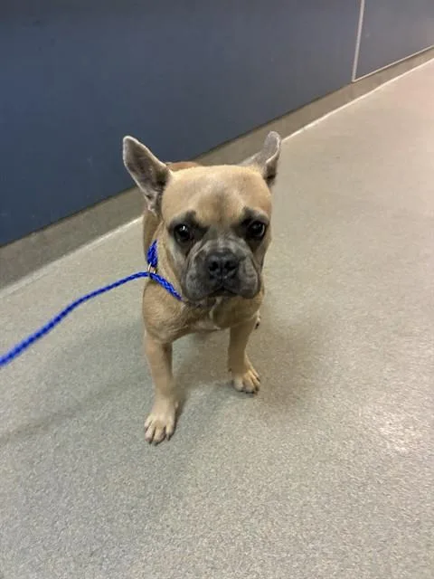 An adult small-sized male French Bulldog dog named Jack for adoption in Miami, FL