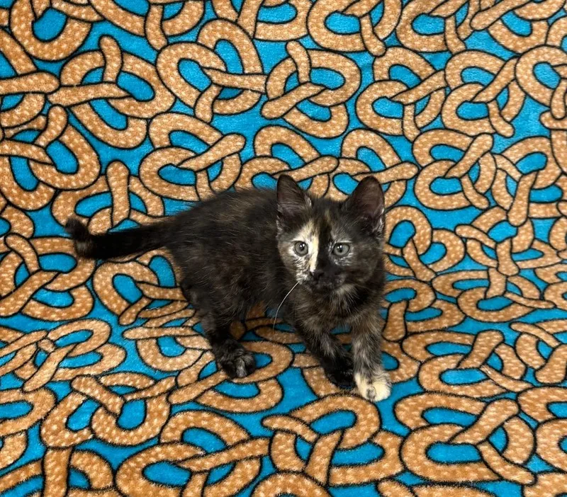 A baby medium-sized female Domestic Medium Hair cat named Medusa @PetSmart Walker Rd for adoption in Newberg, OR